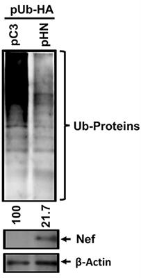 Novel role of HIV-1 Nef in regulating the ubiquitination of cellular proteins